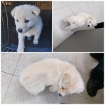 충남 당진시 문예의전당 인근에서 강아지 발견 보호
