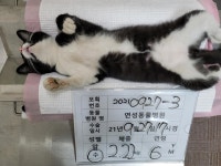 충북 진천 타이어뱅크에서 진돗개 발견 보호