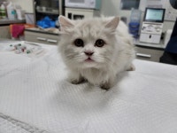경기 수원 권선구 서수원로 531에서  페르시안 고양이 발견 보호