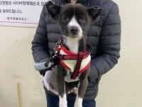 광주 서구 풍암동에서 강아지 발견 보호
