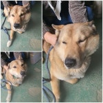 경기 남양주 진접읍에서 강아지 발견 보호