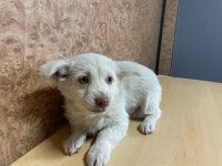 전남 순천 용두길에서 강아지 발견 보호