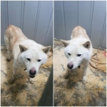 경기 평택 모곡동에서 강아지 발견 보호