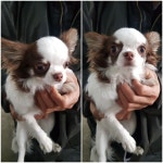 경기 평택 송탄출장소에서  치와와 발견 보호