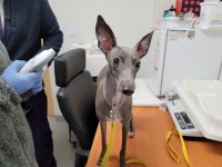 경기 수원 장안구 창룡문지구대에서 이탈리안 그레이 하운드 발견 보호