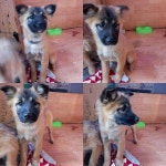 충남 천안 불당지구대에서 강아지 발견 보호