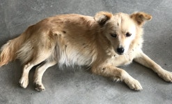 경북 영천 북안면에서 강아지 발견 보호