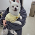 충북 청주 구룡산로에서  포메라니안 발견 보호