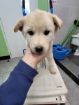 강원 춘천 신샘밭로에서 진돗개 발견 보호