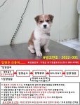경기 가평 하색리에서 강아지 발견 보호