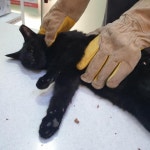 6층 건물에서 추락한 고양이 구조