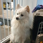 서울 강동구 굽은다리역에서  스피츠 발견 보호