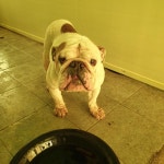 충남 서천 마서면 장천로에서 불독 발견 보호