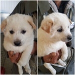 경기 평택 현화리에서 강아지 발견 보호