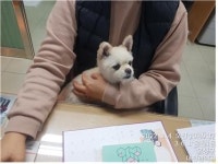 대전 유성 상대남로에서 강아지 발견 보호