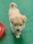 경남 하동군 고전면에서 강아지 발견 보호