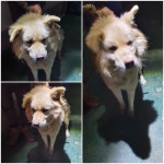 경기 남양주 진접읍에서 강아지 발견 보호