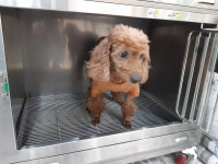 대구 수성 만촌지구대에서  푸들 발견 보호