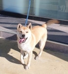 경북 영주시 풍기읍에서 강아지 발견 보호