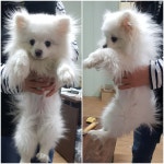 경기 평택 지제동에서  포메라니안 발견 보호