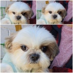 경기 남양주 화도읍에서  시츄 발견 보호