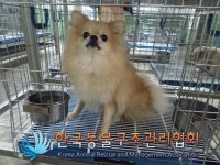 서울 금천구 시흥동에서 포메라니안 발견 보호