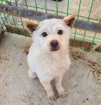 전남 곡성 삼기면에서 강아지 발견 보호