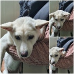 경기 남양주 진접읍에서 강아지 발견 보호