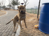 충남 청양 비봉면에서 강아지 발견 보호