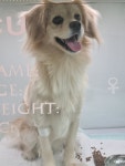경기 부천 삼작로에서 강아지 발견 보호