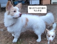 충남 논산 중앙로에서 강아지 발견 보호