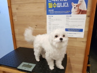 전북 전주 삼천동에서  말티즈 발견 보호