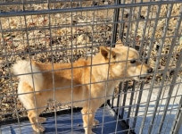 경북 문경 호계가도에서 강아지 발견 보호