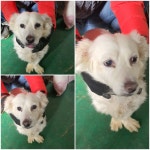 경기 남양주 진접읍에서 강아지 발견 보호