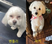 게슴츠레한 눈 보고 반려견 바뀜 직감한 견주..우리 엄마 아닌댕! 누구개?