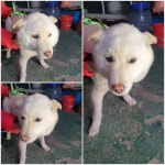 경기 남양주 화도읍에서 강아지 발견 보호