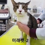 울산 남구 남부경찰서 부근에서 고등어태비 고양이 발견 보호
