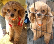 전북 고창 성내면에서  푸들 발견 보호