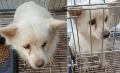 전북 고창 아산면에서 강아지 발견 보호