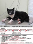 경기 가평 보납로에서 강아지 발견 보호