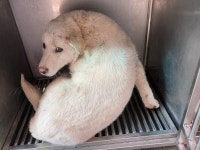 광주 광산구 비아동에서 강아지 발견 보호