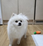 광주 광산구 동곡동에서 포메라니안 발견 보호