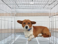 경기 이천 장호원읍에서 강아지 발견 보호