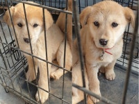 전북 고창 성내면에서 강아지 발견 보호