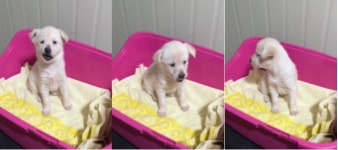 부산 서구 서대신동에서 강아지 발견 보호