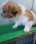 충남 보령 주교면에서 강아지 발견 보호