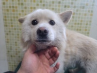 충남 아산 인주면에서 강아지 발견 보호