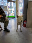충북 증평 송산리에서 강아지 발견 보호