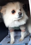 전남 목포 라송1차@부근에서  포메라니안 발견 보호