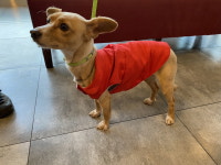 전북 전주 평화동 롯데시네마 사거리에서 강아지 발견 보호